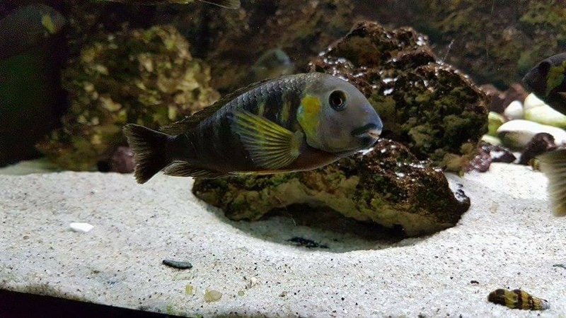 Tropheus sp. 'lukuga' Kabimba